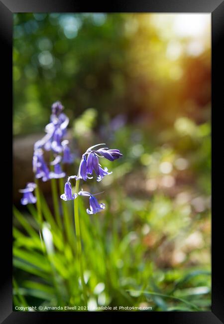 Bluebells In Springtime Woodland Framed Print by Amanda Elwell