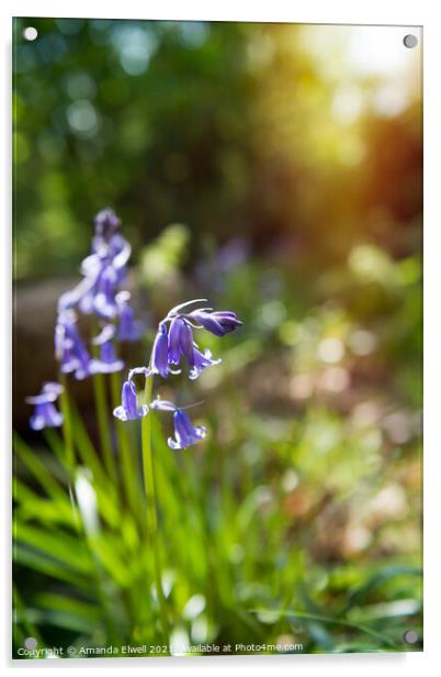 Bluebells In Springtime Woodland Acrylic by Amanda Elwell
