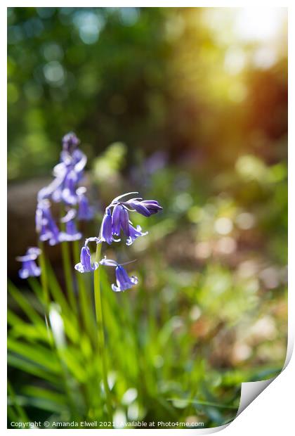 Bluebells In Springtime Woodland Print by Amanda Elwell