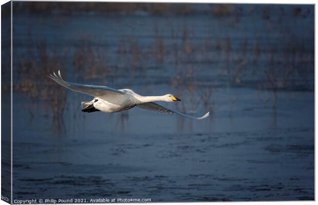 Whooper Swan in Flight Canvas Print by Philip Pound
