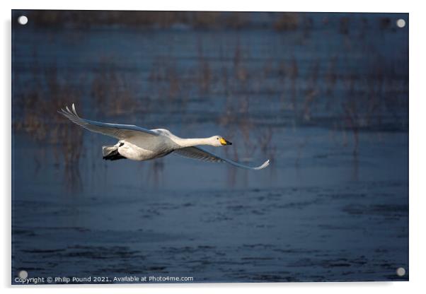 Whooper Swan in Flight Acrylic by Philip Pound