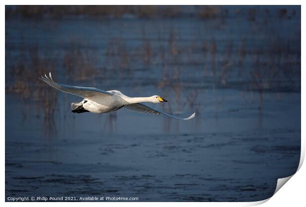 Whooper Swan in Flight Print by Philip Pound