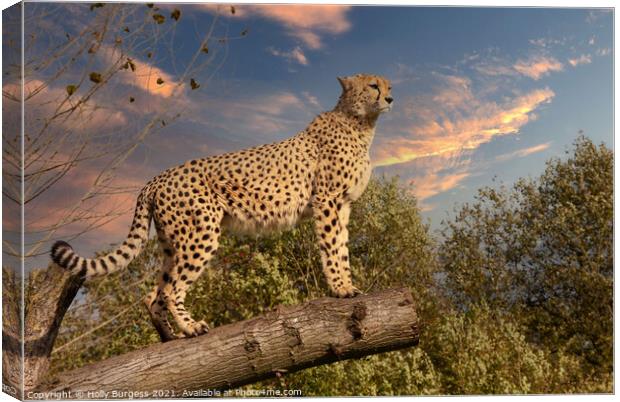 Cheetah wild cat  Outdoor mountain Canvas Print by Holly Burgess
