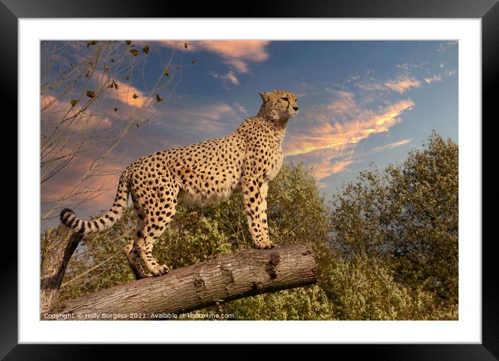 Cheetah wild cat  Outdoor mountain Framed Mounted Print by Holly Burgess