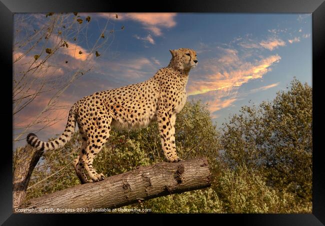Cheetah wild cat  Outdoor mountain Framed Print by Holly Burgess