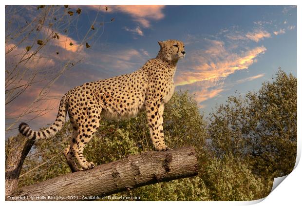 Cheetah wild cat  Outdoor mountain Print by Holly Burgess