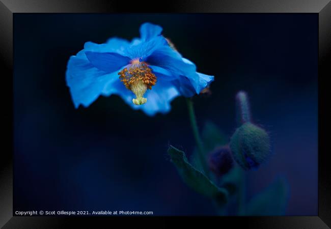 Blue poppy alight Framed Print by Scot Gillespie
