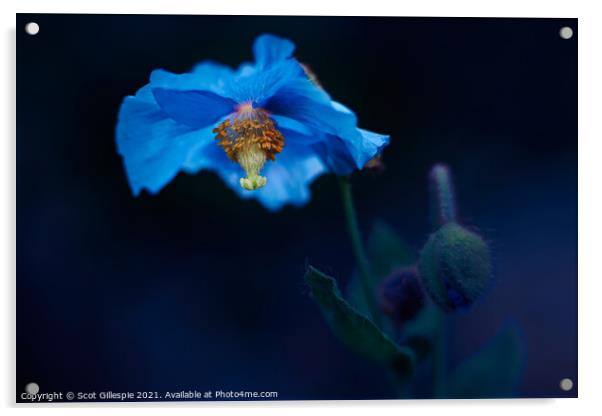 Blue poppy alight Acrylic by Scot Gillespie