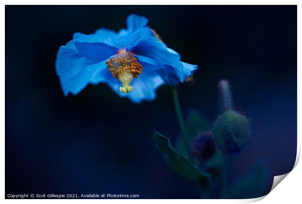 Blue poppy alight Print by Scot Gillespie