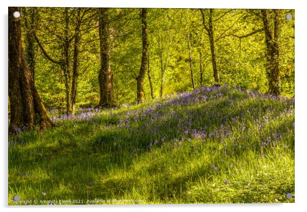 Woodland Of Bluebells Acrylic by Amanda Elwell