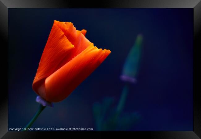 Glowing orange poppy Framed Print by Scot Gillespie
