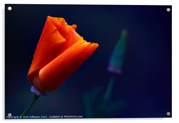 Glowing orange poppy Acrylic by Scot Gillespie