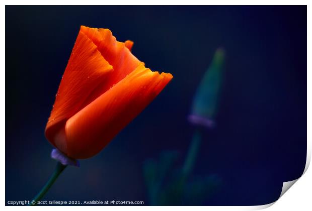 Glowing orange poppy Print by Scot Gillespie