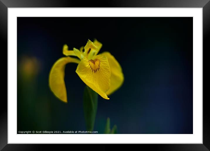 Yellow flag iris at dusk Framed Mounted Print by Scot Gillespie