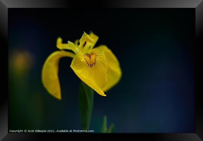 Yellow flag iris at dusk Framed Print by Scot Gillespie