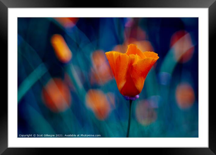 Impressionists orange poppy Framed Mounted Print by Scot Gillespie