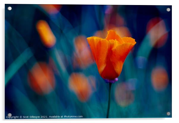 Impressionists orange poppy Acrylic by Scot Gillespie