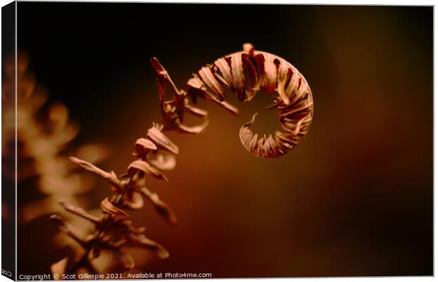 Curling fern Canvas Print by Scot Gillespie