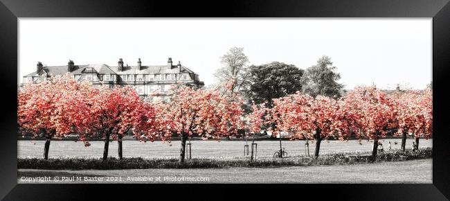 Cherry Blossom on The Stray Framed Print by Paul M Baxter