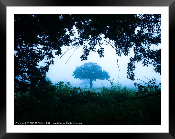 Lone tree in the mist  from the dark wood 194 Framed Mounted Print by PHILIP CHALK