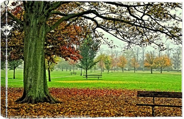 West Park Stray Canvas Print by Paul M Baxter