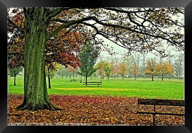 West Park Stray Framed Print by Paul M Baxter