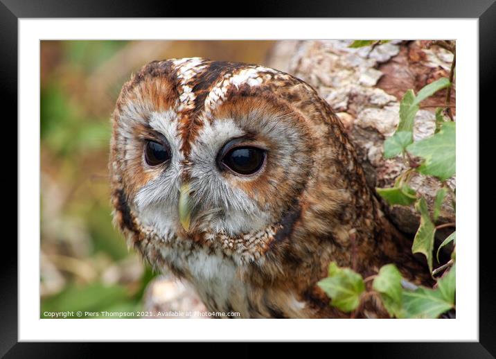 A close up of a tawny owl Framed Mounted Print by Piers Thompson