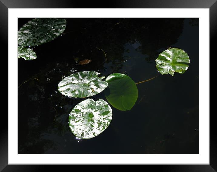 Reflections. Framed Mounted Print by Heather Goodwin