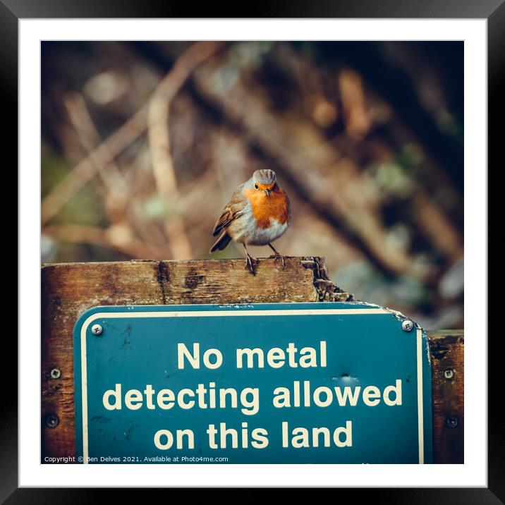 Contrasting Colours: A Bossy Robin Perched on a Me Framed Mounted Print by Ben Delves