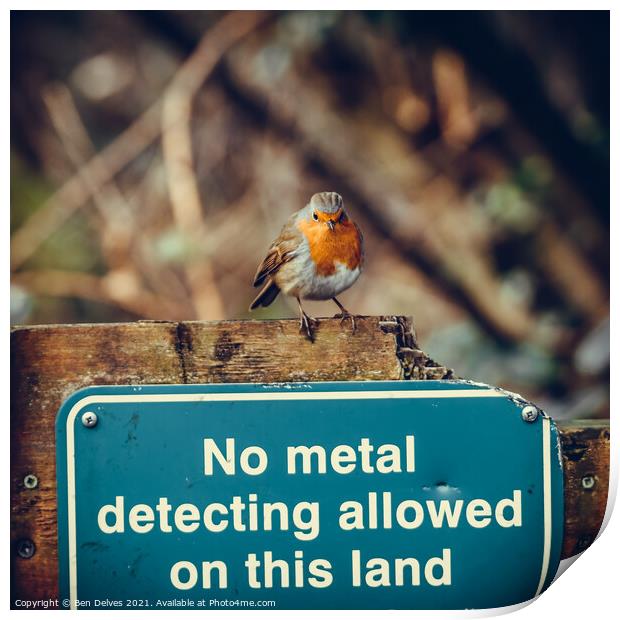 Contrasting Colours: A Bossy Robin Perched on a Me Print by Ben Delves