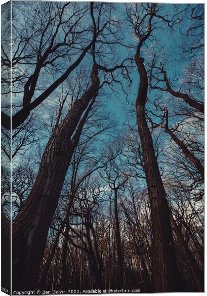 Outstretched trees Canvas Print by Ben Delves