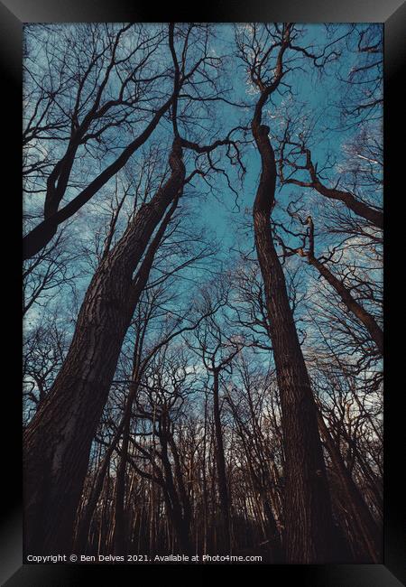Outstretched trees Framed Print by Ben Delves