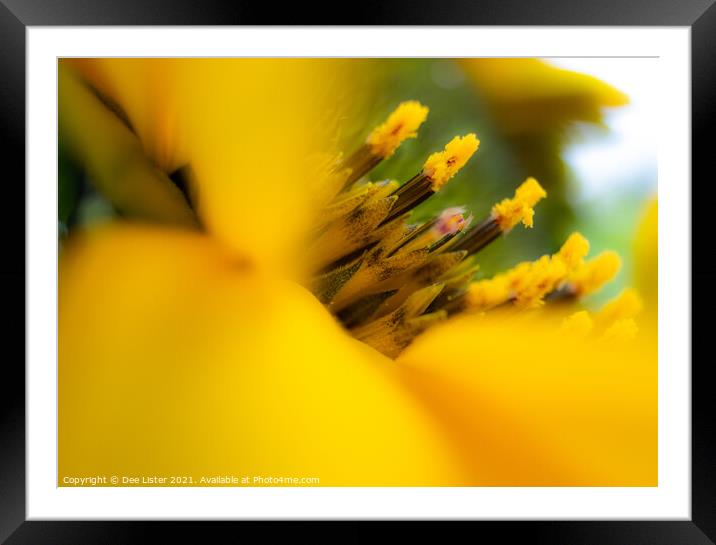 Sublime yellow flower Framed Mounted Print by Dee Lister
