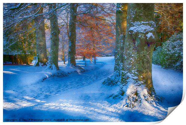 December Snow near Totnes Print by Paul F Prestidge