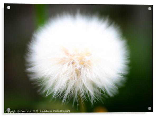 Dandelion flower puff  Acrylic by Dee Lister