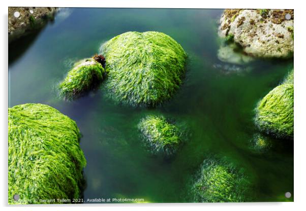 Seaweed covered rocks, Alum Bay, Isle of Wight, UK Acrylic by Geraint Tellem ARPS