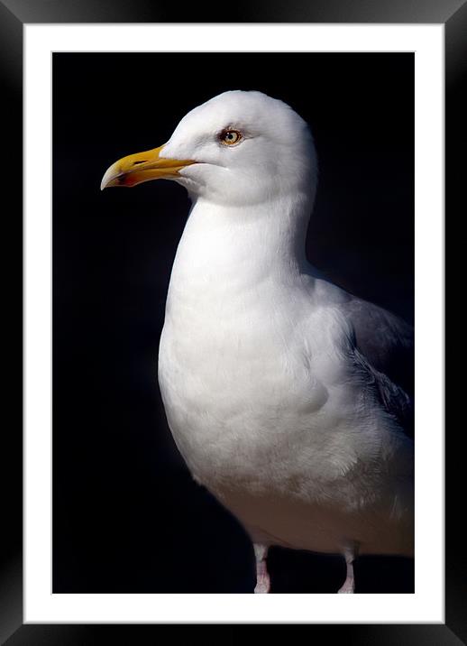 Standing Seagull Framed Mounted Print by Serena Bowles
