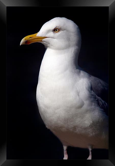 Standing Seagull Framed Print by Serena Bowles