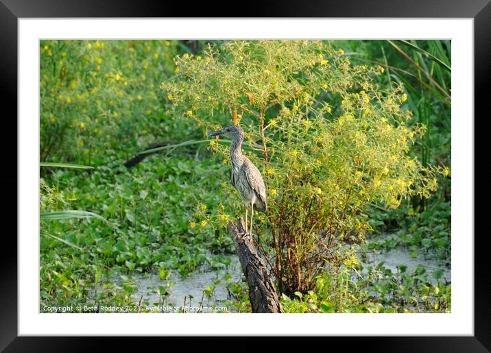 Perching juvenile heron Framed Mounted Print by Beth Rodney
