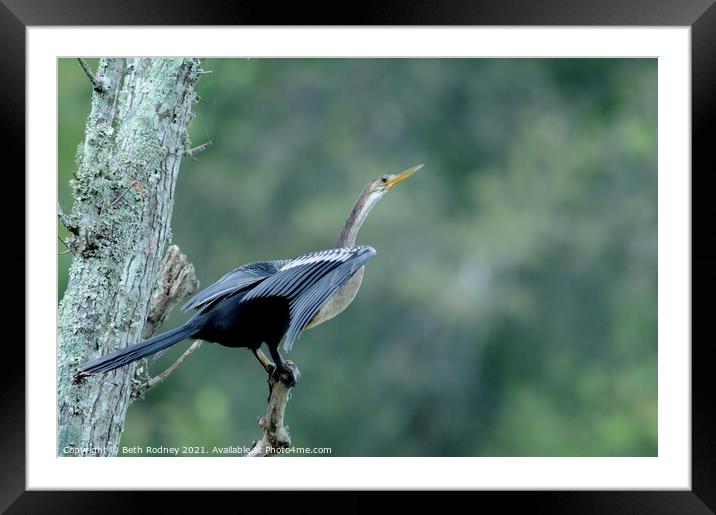 Anhinga bird Framed Mounted Print by Beth Rodney