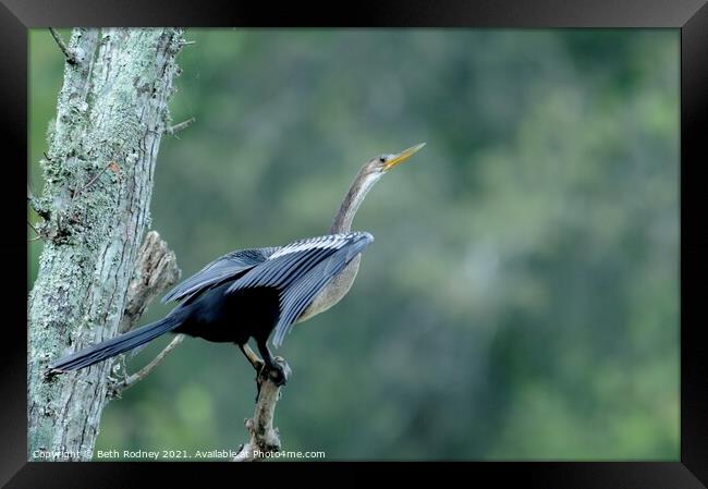 Anhinga bird Framed Print by Beth Rodney