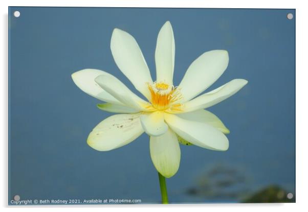 Lotus flower Acrylic by Beth Rodney