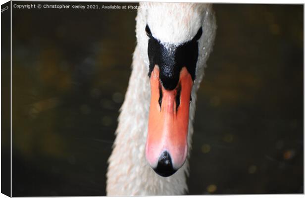 Swan portrait  Canvas Print by Christopher Keeley