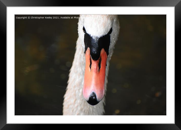 Swan portrait  Framed Mounted Print by Christopher Keeley