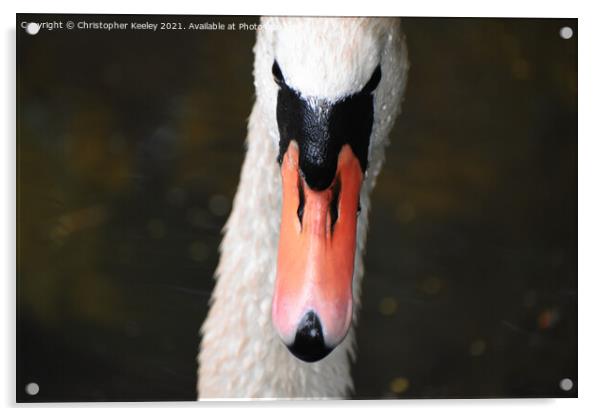 Swan portrait  Acrylic by Christopher Keeley