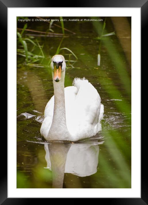 Swan swimming on the river  Framed Mounted Print by Christopher Keeley