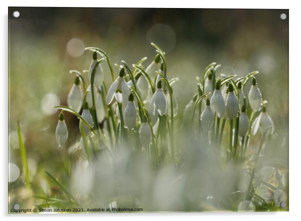 sunlit snowdrops Acrylic by Simon Johnson
