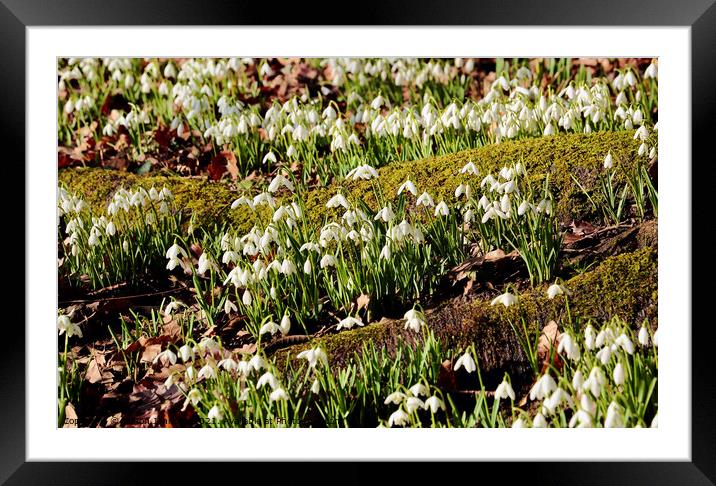Snowdrops galore Framed Mounted Print by Simon Johnson