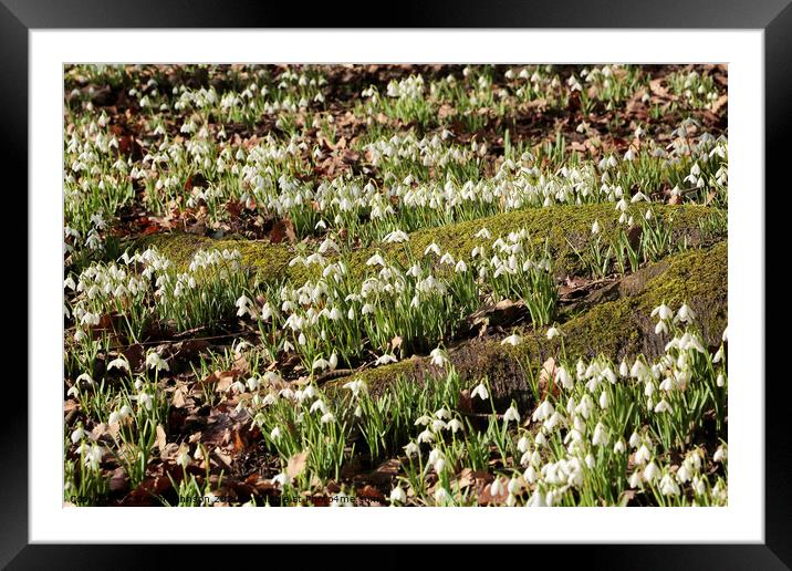 Spring snowdrops Framed Mounted Print by Simon Johnson