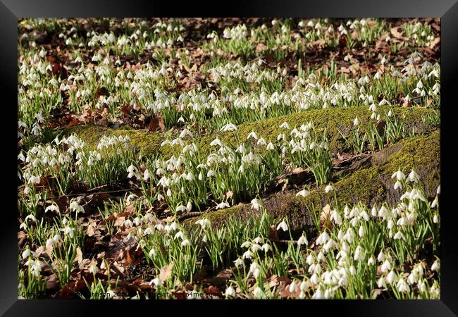 Spring snowdrops Framed Print by Simon Johnson